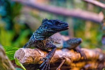 lizard