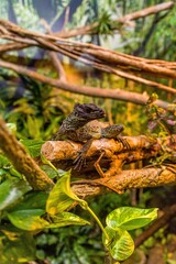 lizard