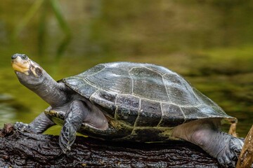 turtle