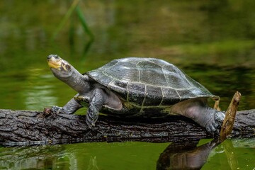 Fototapeta premium turtle