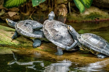 Obraz premium turtle