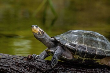 turtle