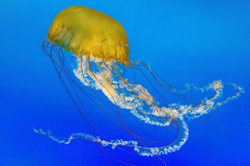 jellyfish