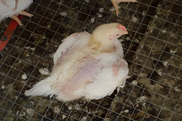 A broiler chicken sits in a chicken coop cage © Елена 