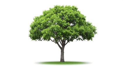 A digitally created isolated tree stands on grass, with lush green foliage and a brown trunk, set against a clean white backdrop. The image features clean lines and no background interference