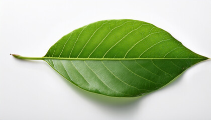 Vibrant Green Leaf On Pristine White Background A Detailed Macro Study Of Nature S Simplicity
