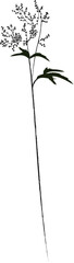 Yarrow is a medicinal plant of meadows and fields. Sketch with a black outline and a simple drawing.