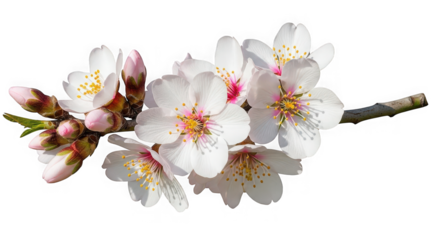 Delicate almond blossoms branch with buds and petals captured in detailed macro photography for spring and nature themes transparent background