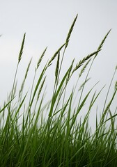 Green Field of Grass Against a White Sky Background in Nature View