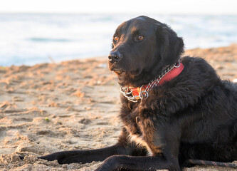 A beautiful black dog on the beach, admiring the sunrise. The dog is sitting on the sand, by the sea.