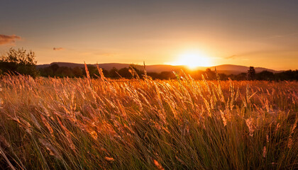 Serene Meadow Used In Eco Therapy Showcases Golden Grasses Under Vibrant Sunset Creating Peaceful Atmosphere For Relaxation