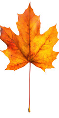 Fototapeta premium Vibrant orange and yellow maple leaf isolated against a solid transparent background