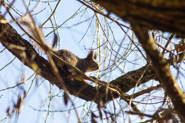 Squirrel in Winter Fur Perched on Tree