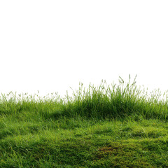 Fototapeta premium Lush green grass on a sunny day in a serene landscape with bright white background