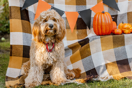 Curly brown dog goldendoodle in the yard decorated for Halloween - Powered by Adobe