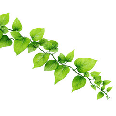 Fototapeta premium Green leafy vine stretching gracefully against a white background in a minimalistic style showcasing nature's beauty and elegance