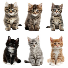 Six adorable kittens of various breeds and colors sitting together on a white background showcasing their playful personalities