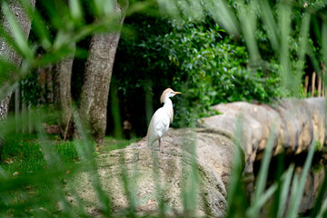 A cattle egret with buff plumage stands on a large rock in a forested area, surrounded by vibrant...