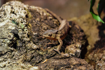 A chameleon blends into a rugged tree surface, its earthy tones and textures making it nearly invisible in the dim forest lighting.