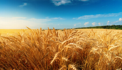 Golden Wheat Field Ripens Under The Summer Sky Ready For Harvest