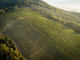 Aerial view  of rows of vines in a vineyard. Green vineyards in Tuscany, Italy