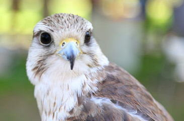 falcon with black eyes and a hooked beak and a blurred background