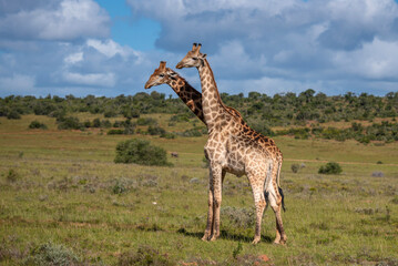 Giraffen Paar in der Wildness in Südafrika