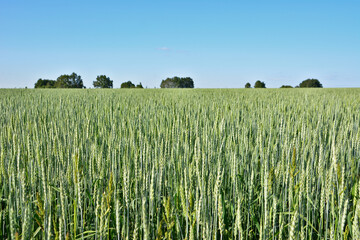 green Wheat Field Under a Blue Sky with some trees on horizon
