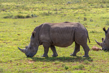 Obraz premium Nashorn in der Wildness in Südafrika