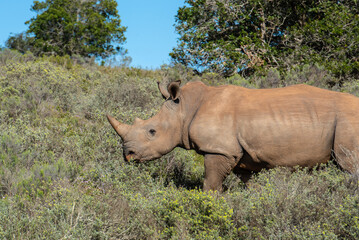 Fototapeta premium Nashorn in der Wildness in Südafrika