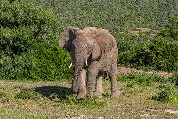 Obraz premium Elefant in der Wildness in Südafrika