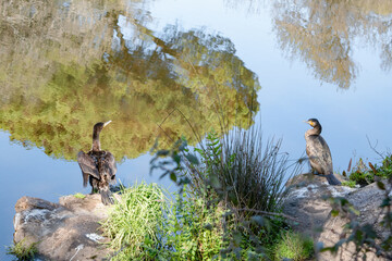 Pair of cormorants at the edge of a lake begin courtship. Phalacrocorax.