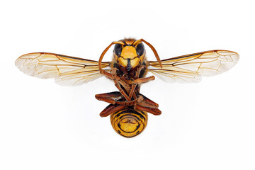 Dead European hornet, Vespa crabro on white background, top view of a dead hornet lying on its back