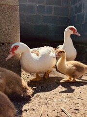 Two adult Muscovy ducks and duckling standing outdoors on natural ground in sunlight. Free-range poultry on a small sustainable farm, representing organic agriculture, eco-friendly food production 