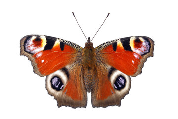 European Peacock butterfly, Aglais io isolated on white background, high detail macro shot of a colorful butterfly, top view