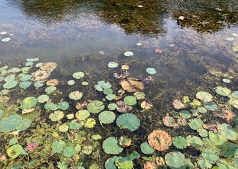 autumn lily pads on the water