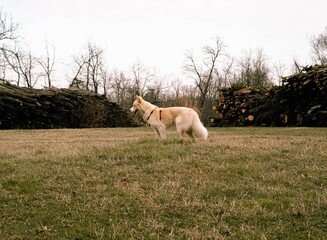 Fototapeta premium Siberian Husky dog with light fur and blue eyes walking and playing outdoors in nature, on paths, fields and near water.