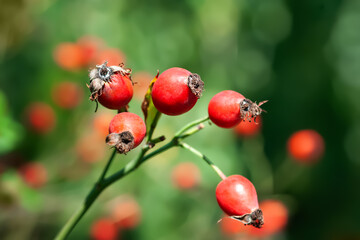 Red rose hips. Rose hips close-up