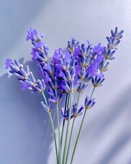 Obraz premium Delicate Purple Lavender Bouquet on Soft Background