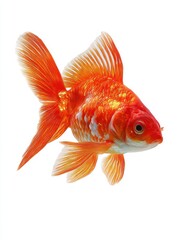 Vibrant Orange Goldfish Isolated on White Background