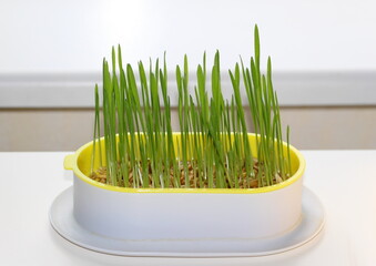 Sprouted oat grains for cats in a special plastic microgreens dish