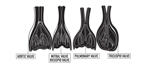 A black and white illustration showing four distinct seed dispersal methods, each labeled with its specific mechanism.