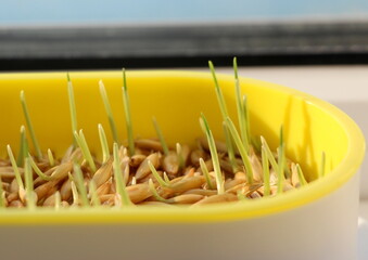 Sprouted oat grains for cats in a special plastic microgreens dish