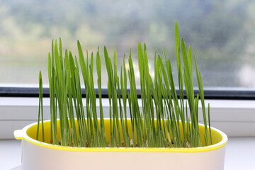 Sprouted oat grains for cats in a special plastic microgreens dish
