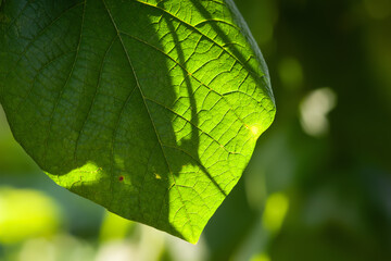 Green leaf shines through the sun. Leaf close-up. Selective focus