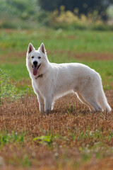 PERRO PASTOR BLANCO SUIZO