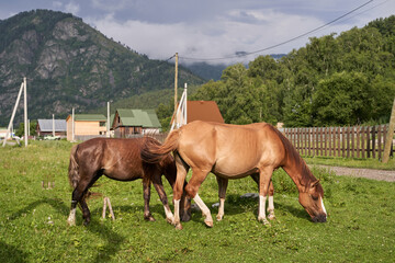 Two horses grazing in scenic pasture near wooden farmhouses and mountain landscape.