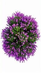 Lush Lavender Bush Aerial View Purple Flowers Blooming Top View.