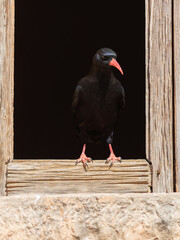 AVE NEGRA EN UNA VENTANA 