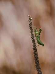 MANTIS RELIGIOSA EN UNA PLANTA ALARGADA